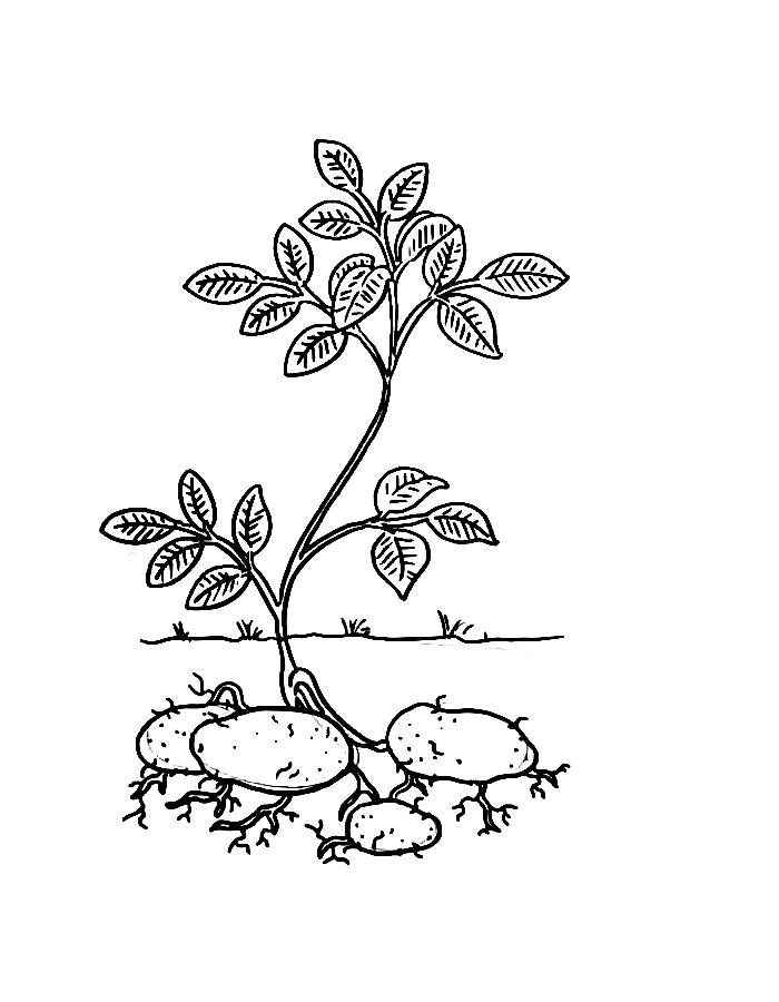 Kartoffel Ausmalbilder 544