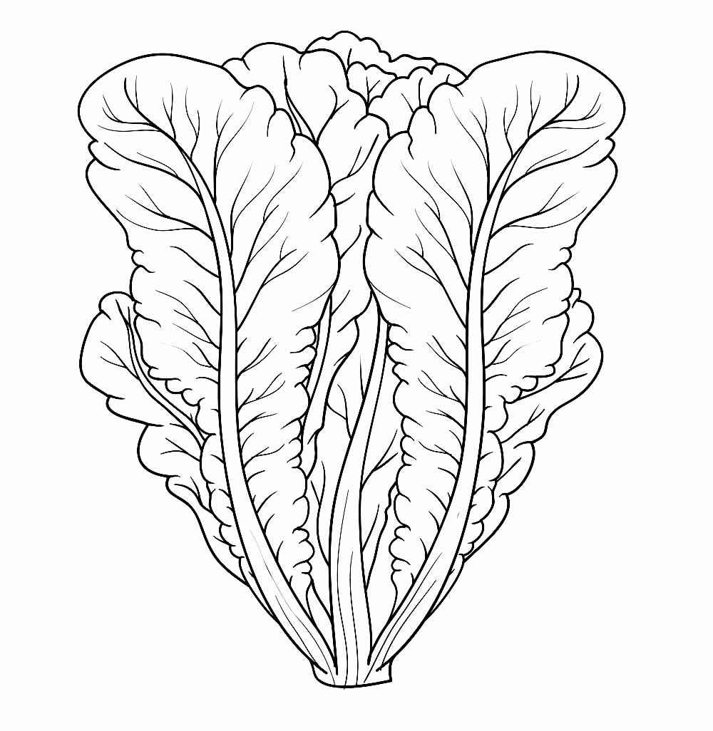 Kopfsalat Ausmalbilder 028