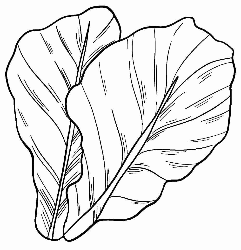 Kopfsalat Ausmalbilder 184