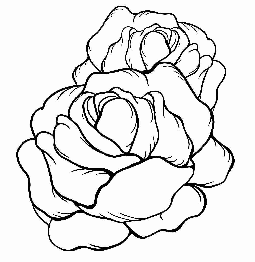 Kopfsalat Ausmalbilder 190