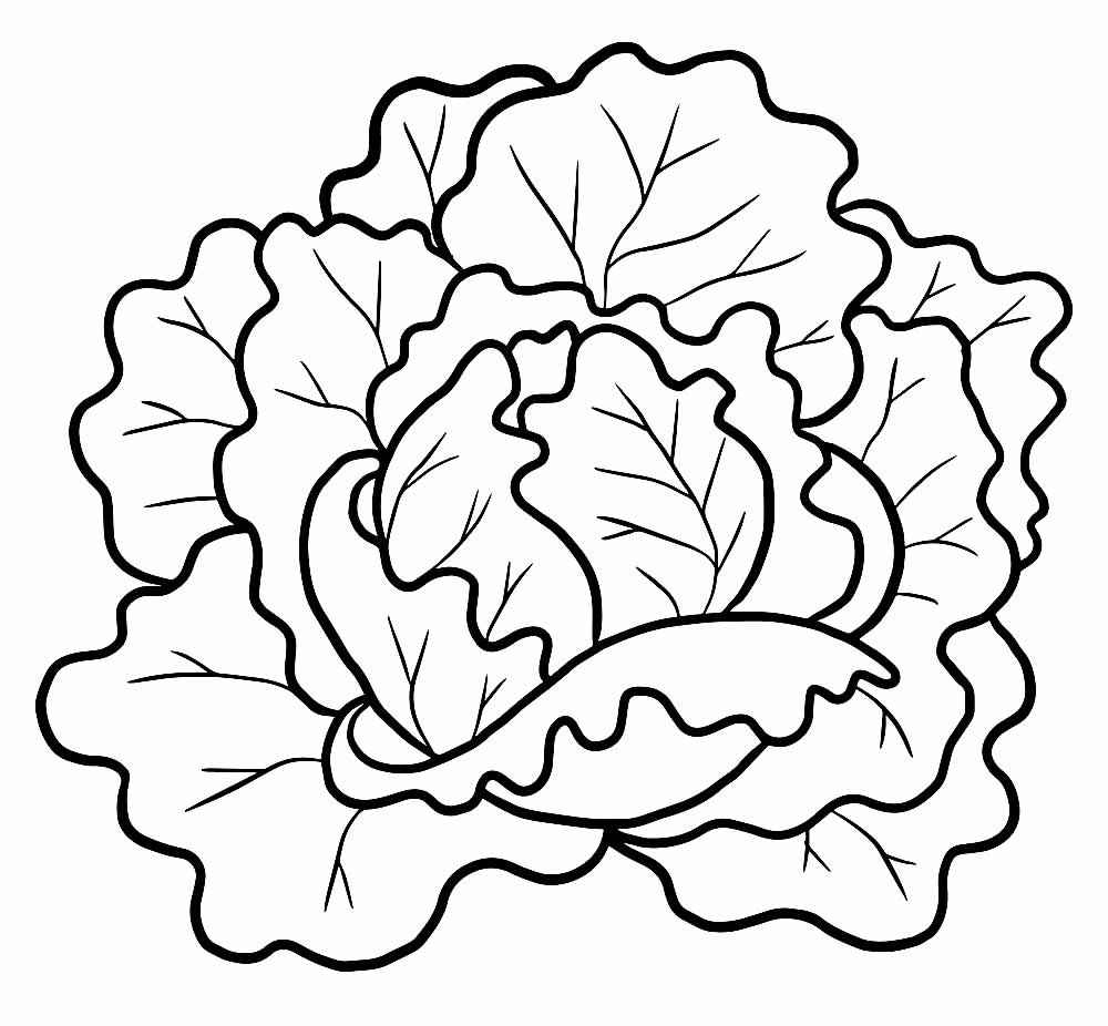 Kopfsalat Ausmalbilder 267