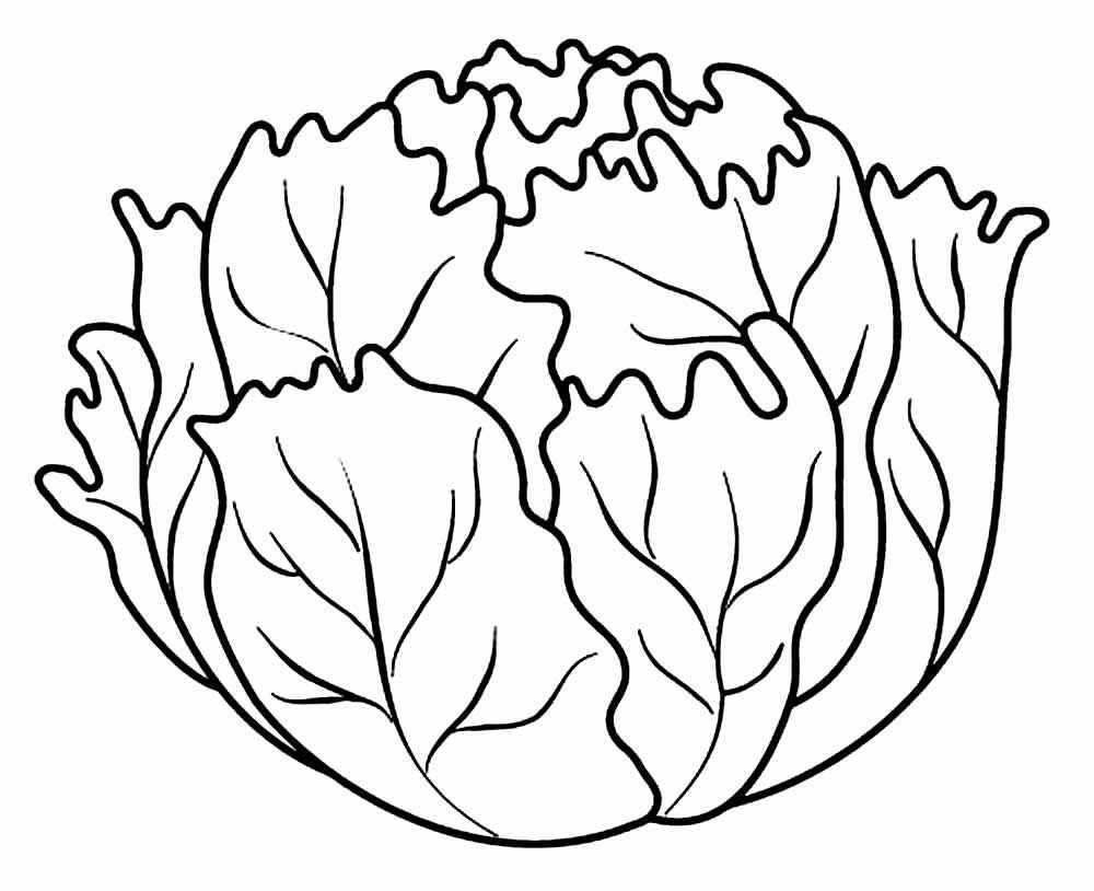 Kopfsalat Ausmalbilder 659
