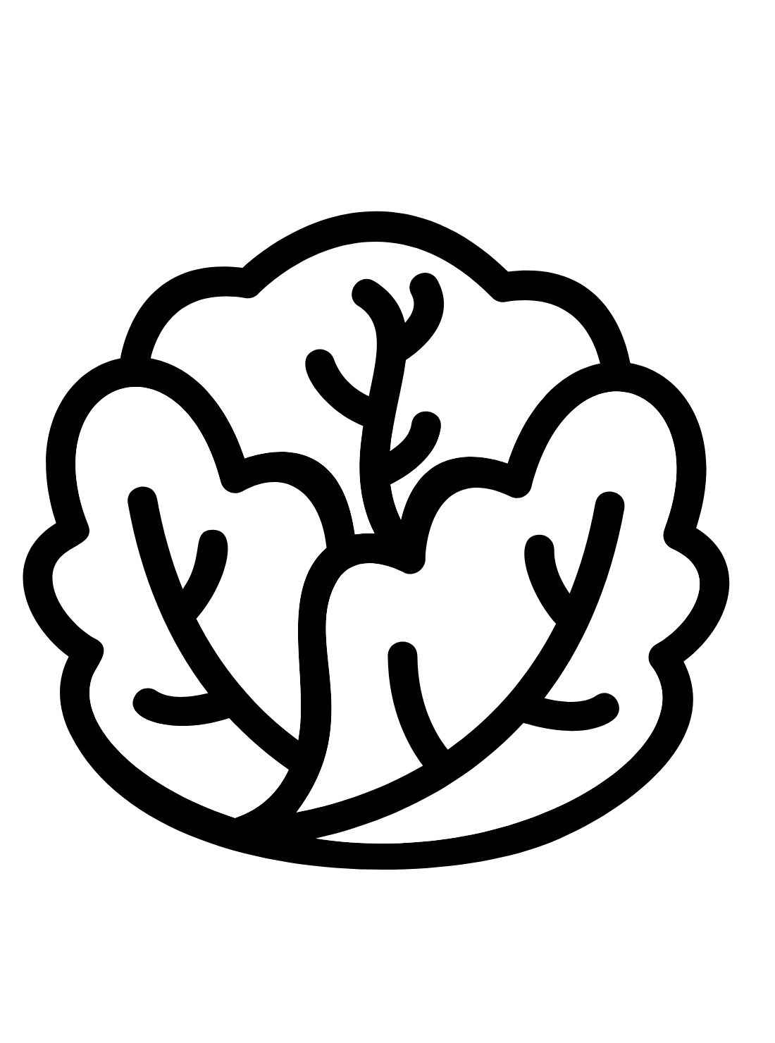 Kopfsalat Ausmalbilder 737