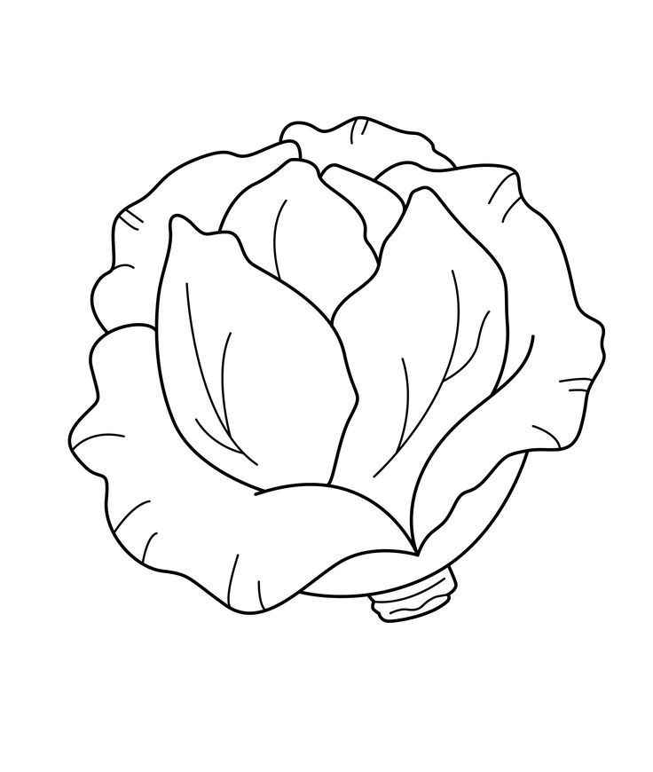 Kopfsalat Ausmalbilder 868