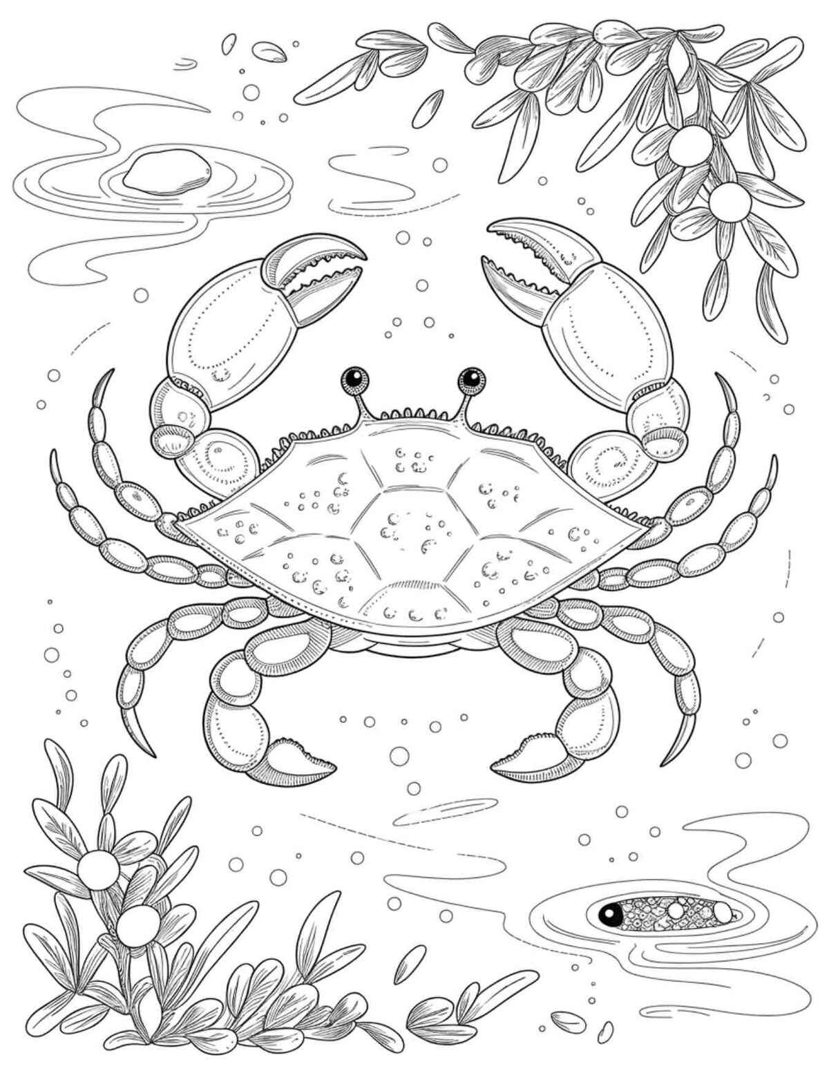 Krabbe Ausmalbilder 333