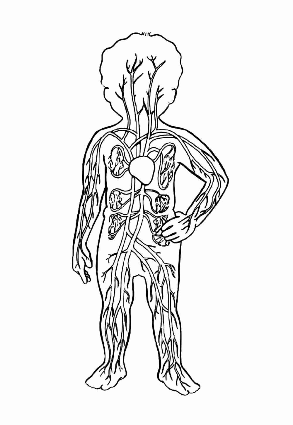 Menschlicher Körper Ausmalbilder 007
