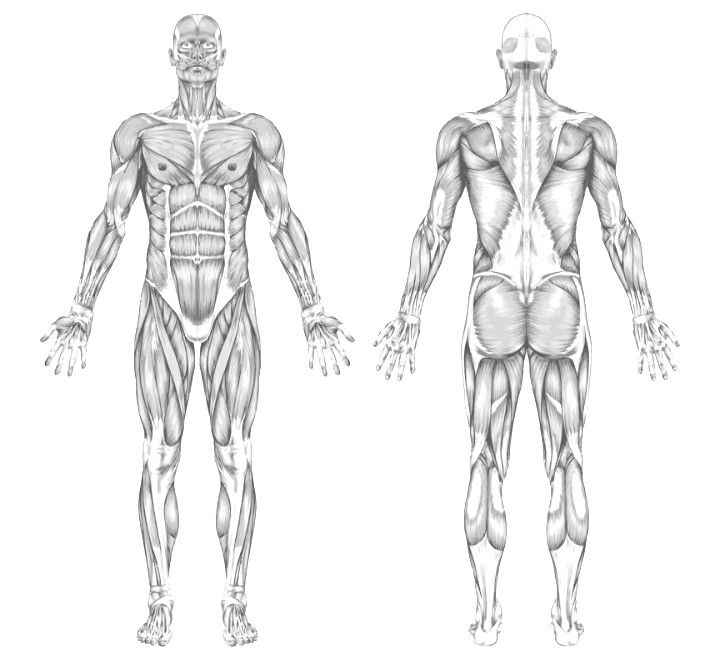 Menschlicher Körper Ausmalbilder 096