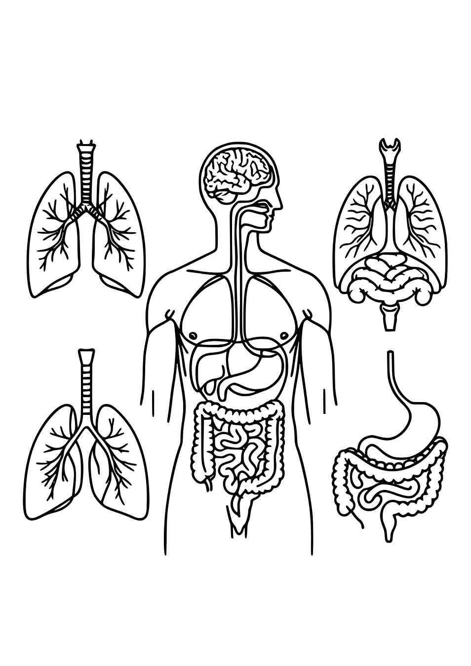 Menschlicher Körper Ausmalbilder 113