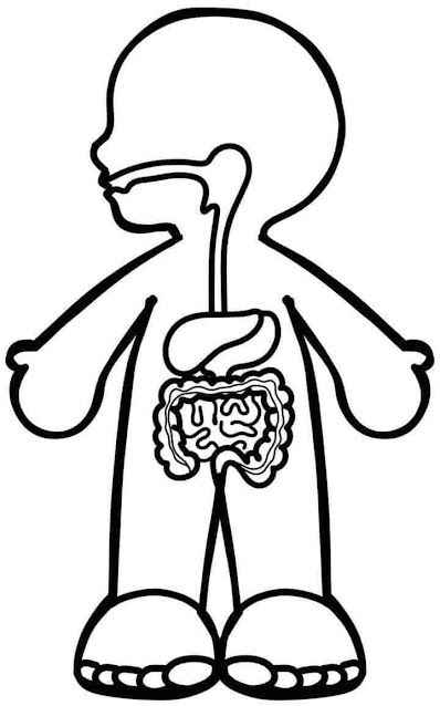 Menschlicher Körper Ausmalbilder 144