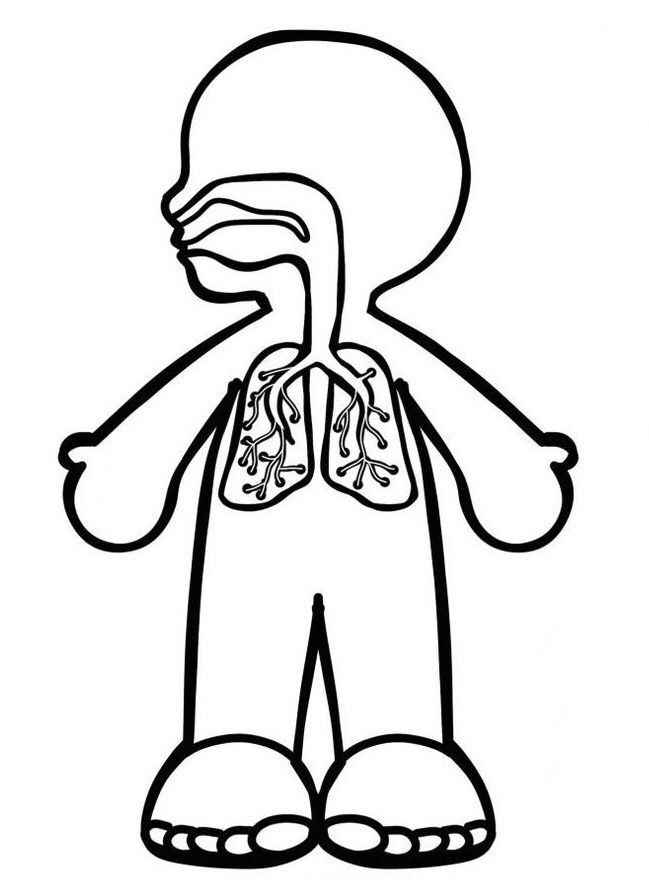 Menschlicher Körper