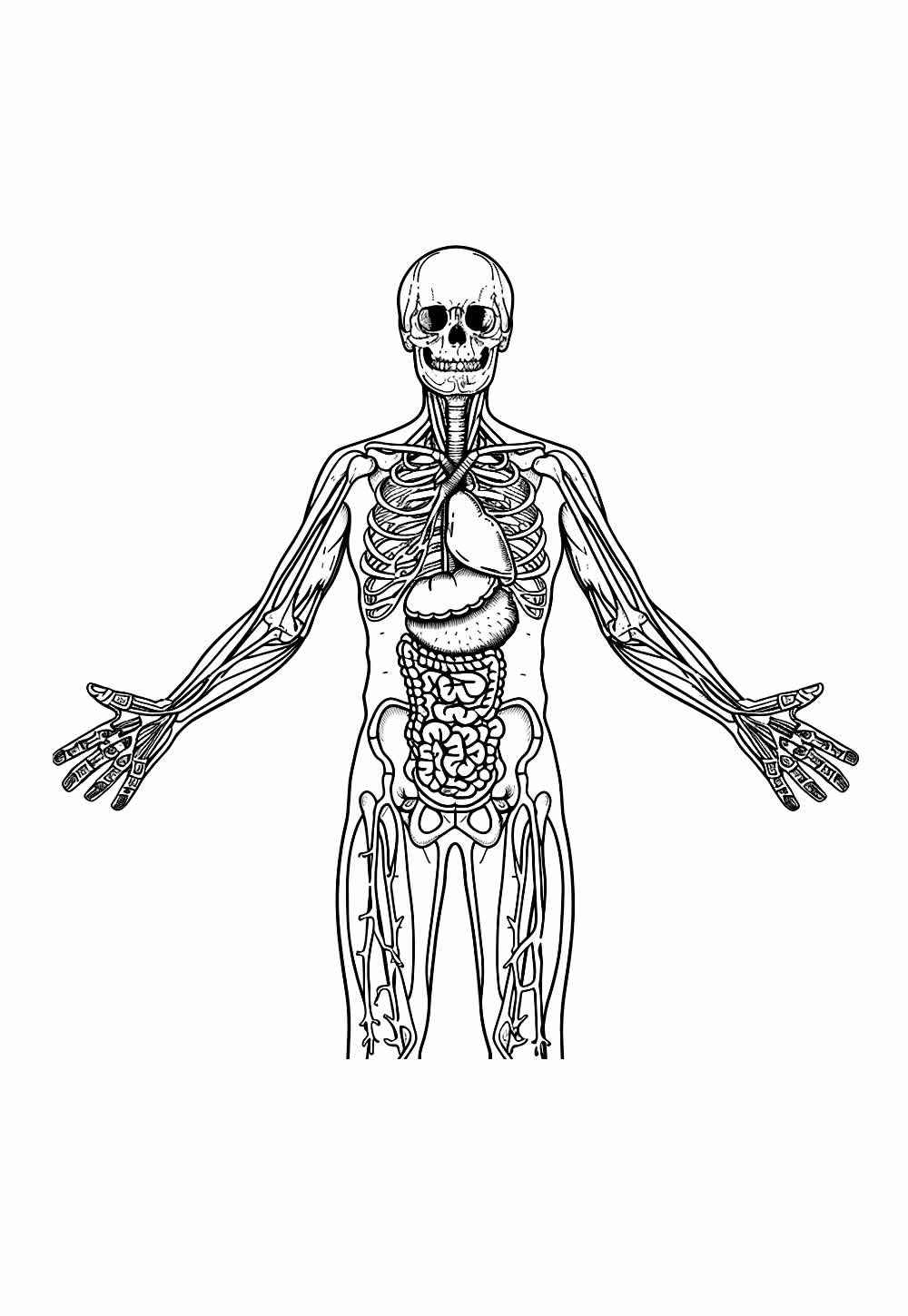 Menschlicher Körper Ausmalbilder 209