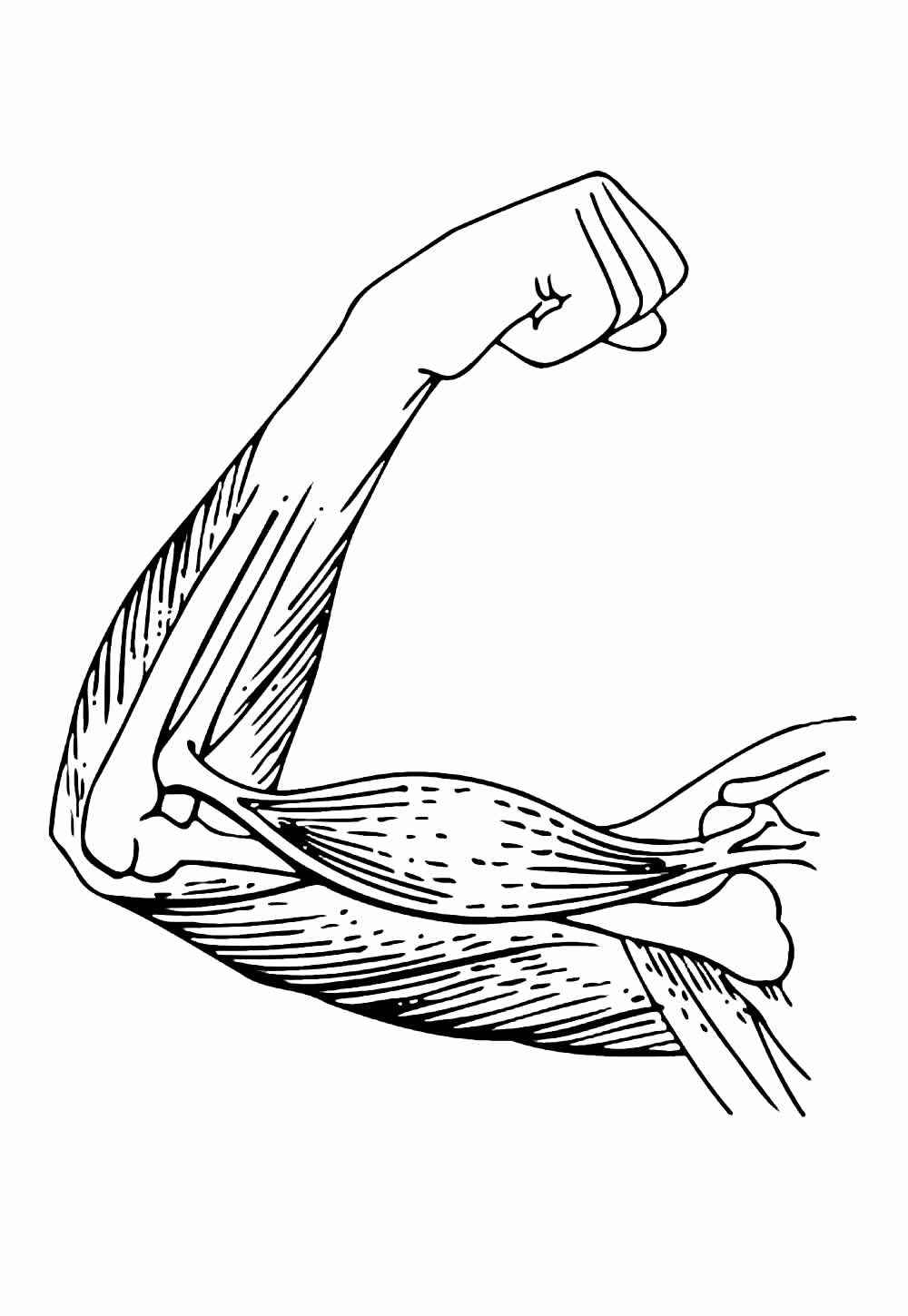 Menschlicher Körper Ausmalbilder 361