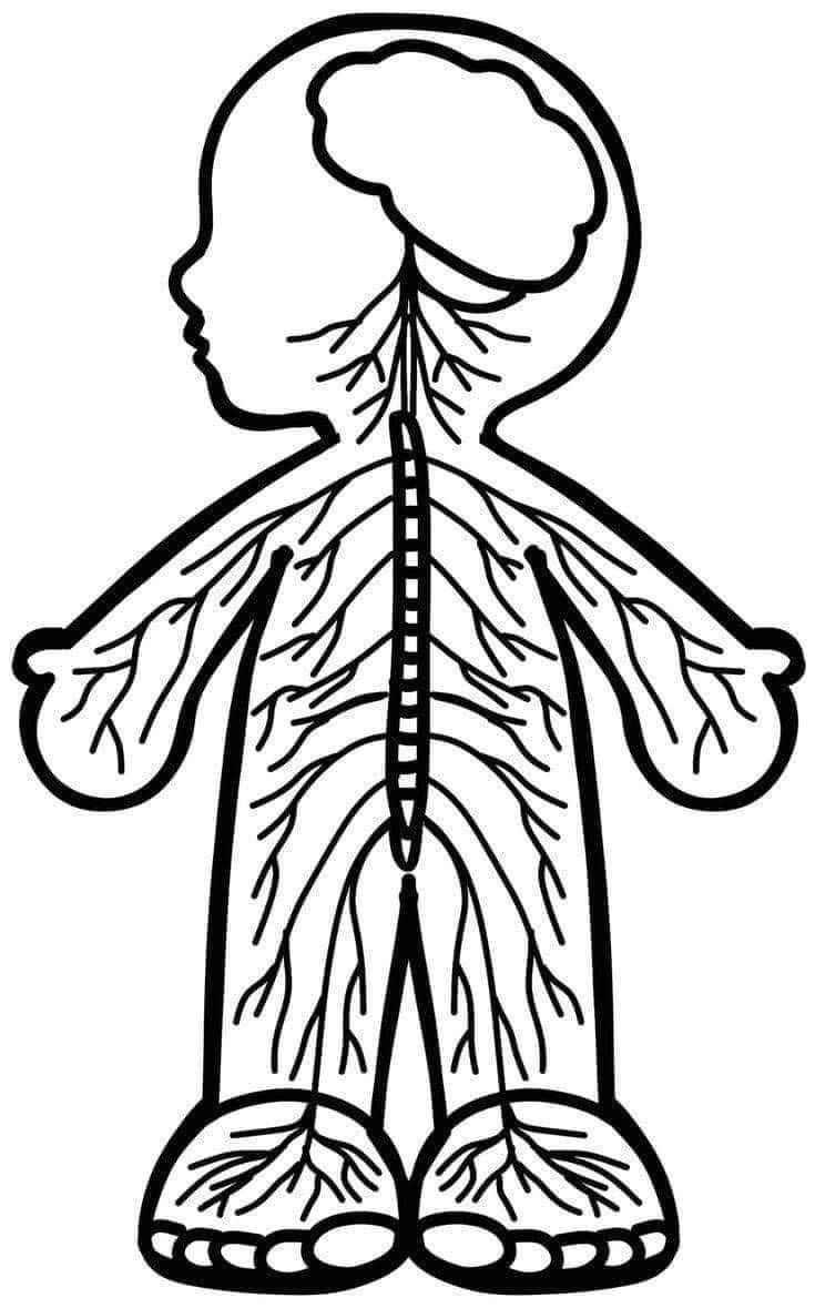 Menschlicher Körper Ausmalbilder 382