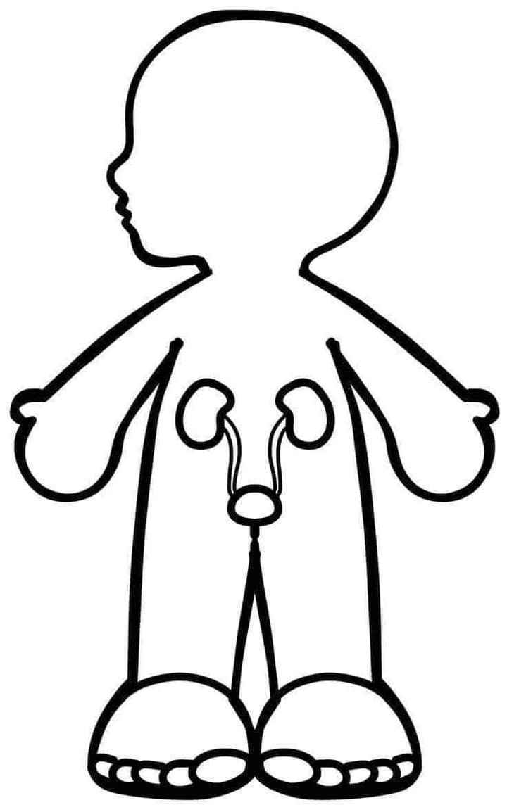 Menschlicher Körper Ausmalbilder 415