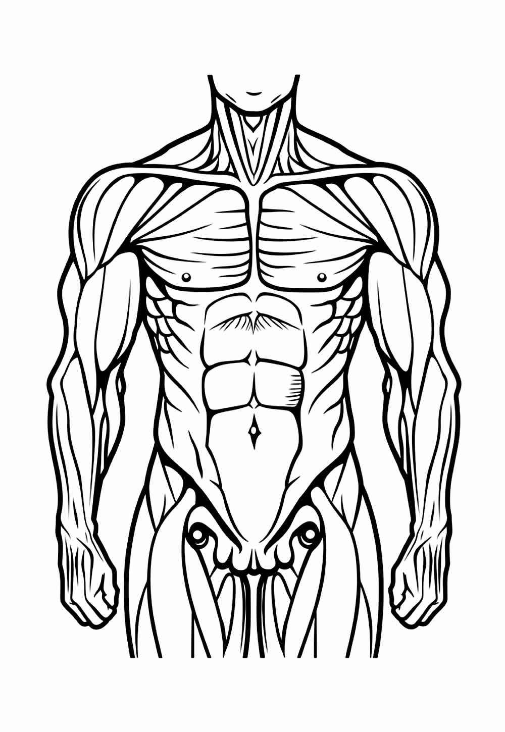 Menschlicher Körper Ausmalbilder 803