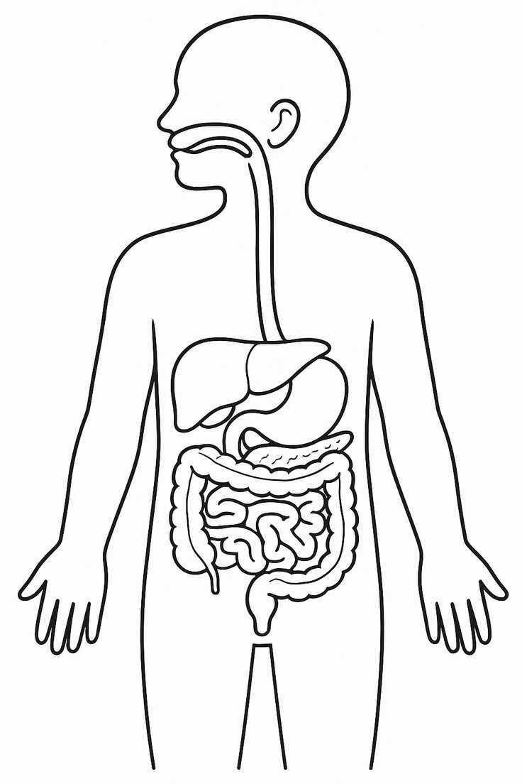 Menschlicher Körper Ausmalbilder 930