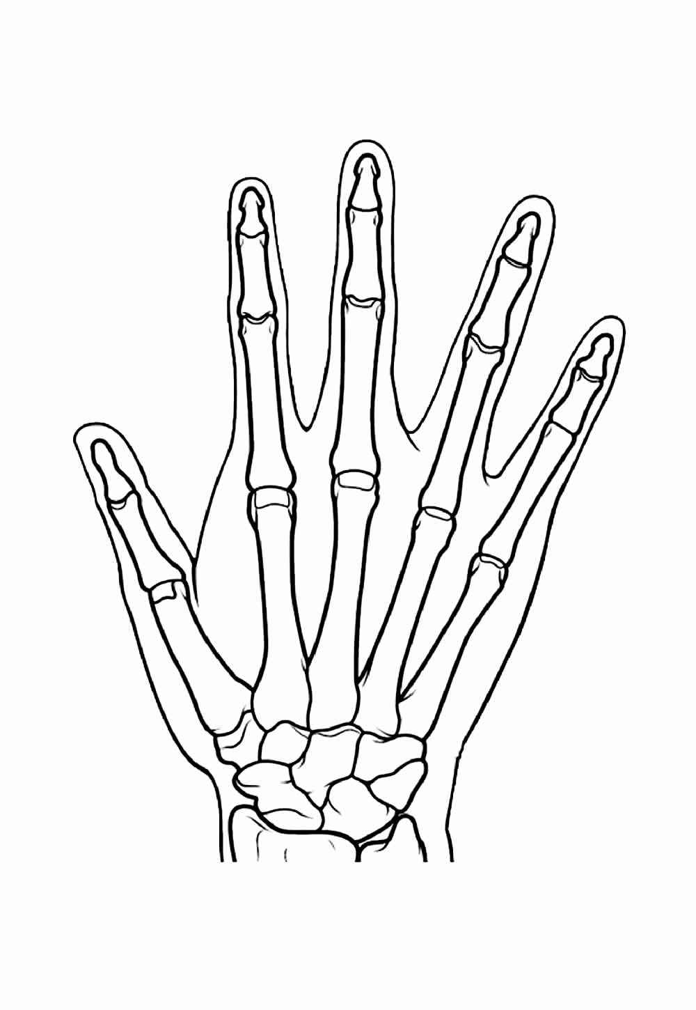 Menschlicher Körper Ausmalbilder 937