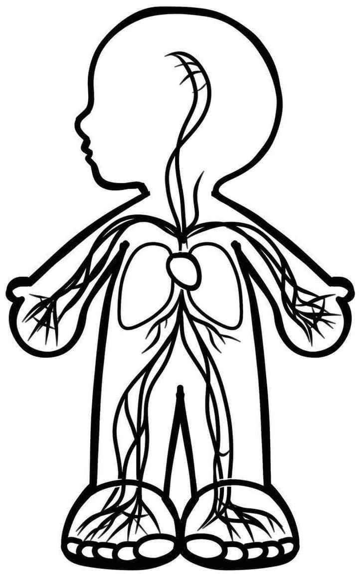 Menschlicher Körper Ausmalbilder 953