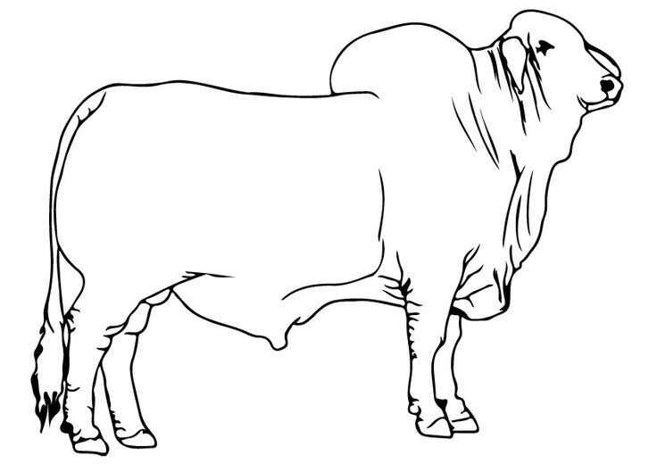 Ochse Ausmalbilder 419