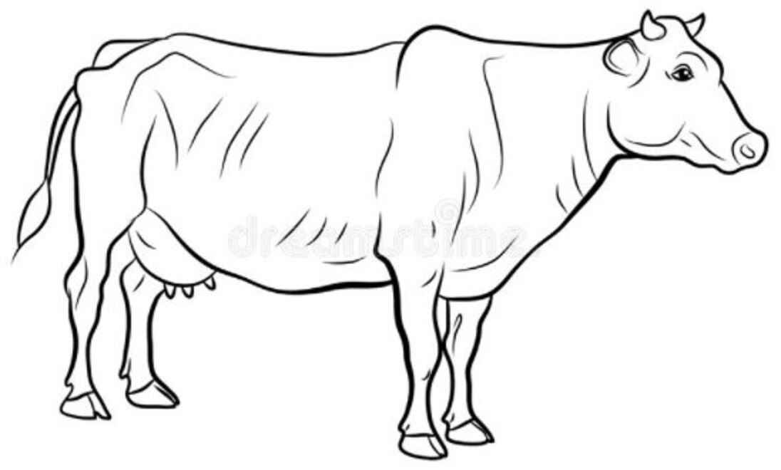 Ochse Ausmalbilder 771