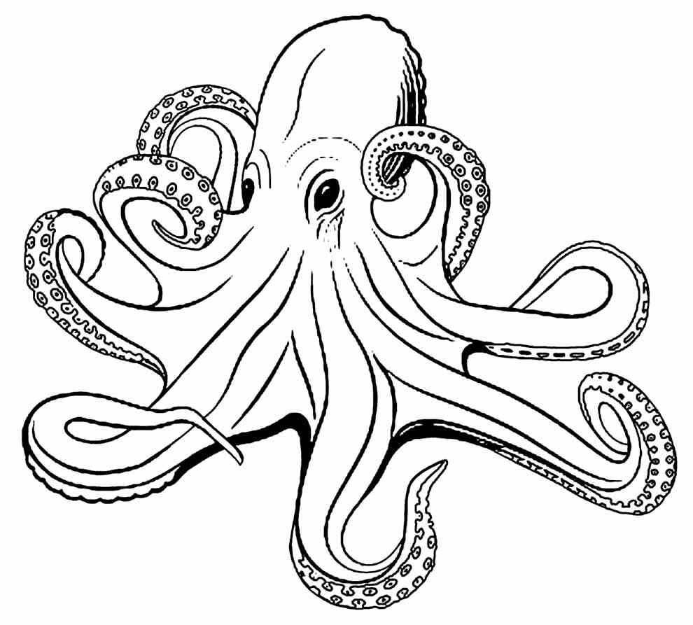 Oktopus Ausmalbilder 212