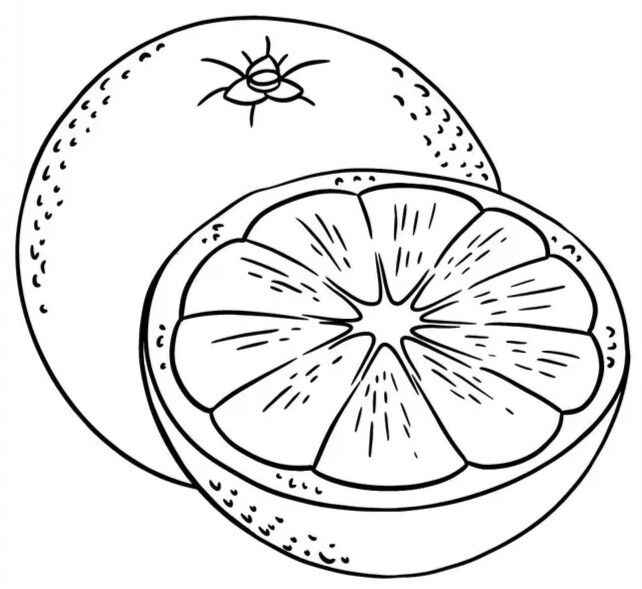 Orange Ausmalbilder 221