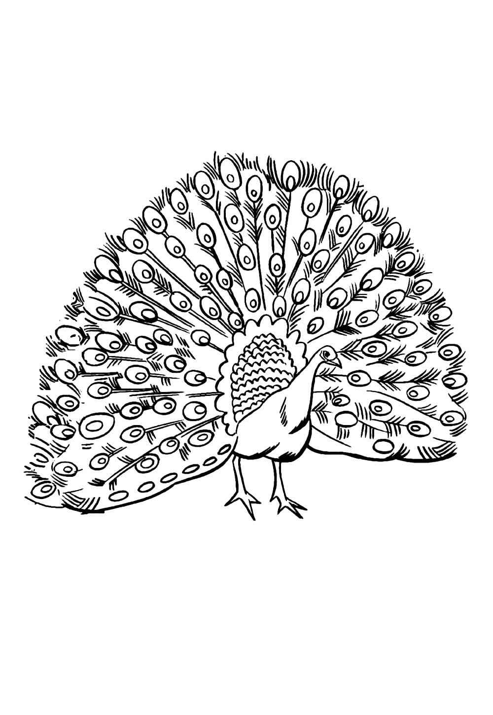 Pfau Ausmalbilder 395