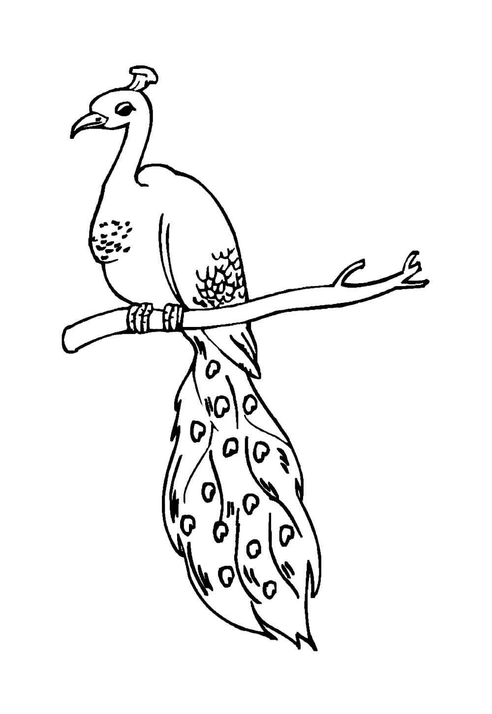 Pfau Ausmalbilder 571