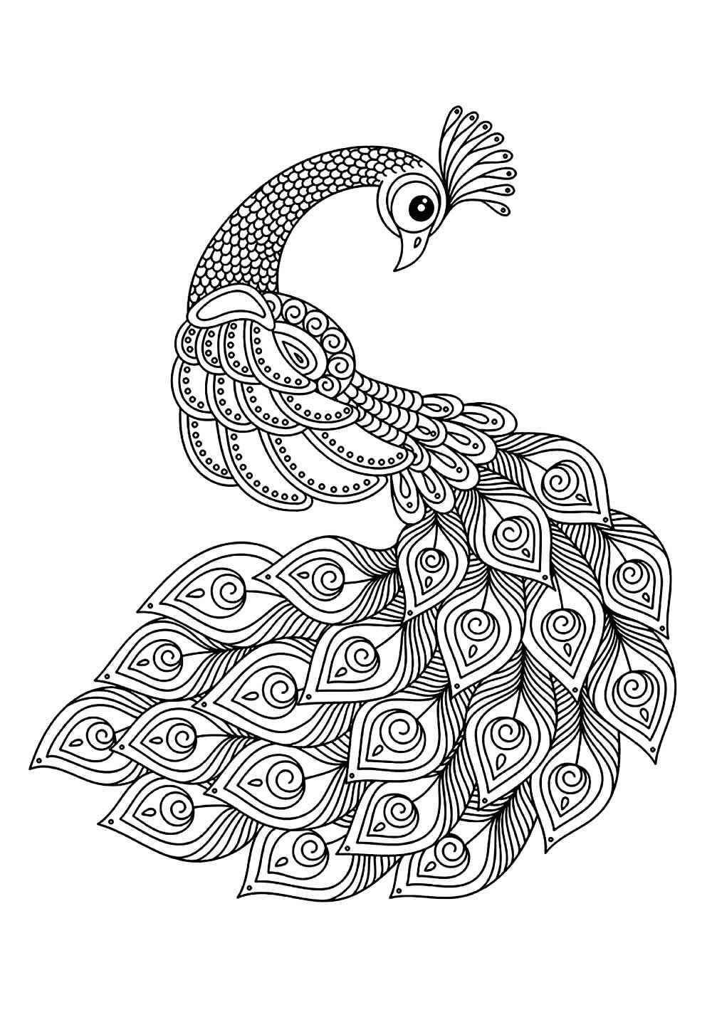 Pfau Ausmalbilder 604