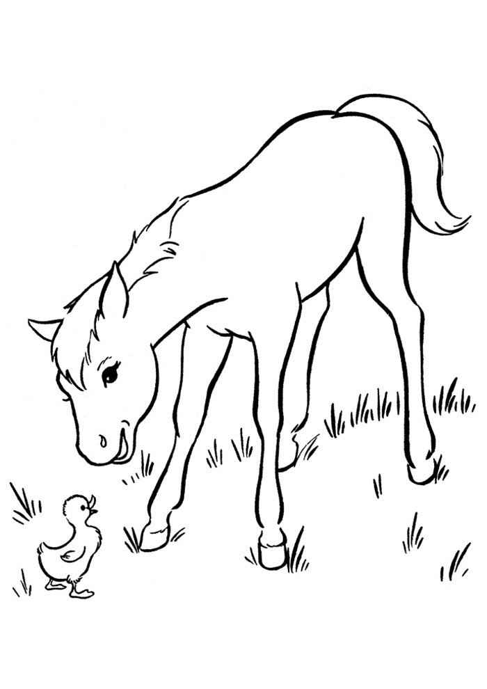 Pferde Ausmalbilder 020