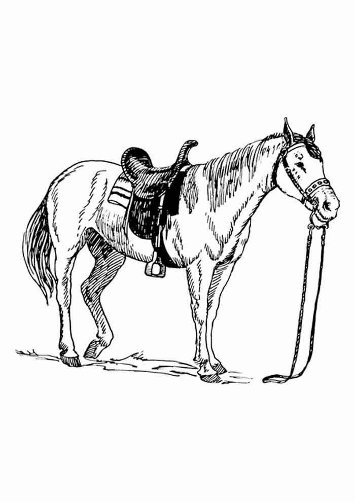 Pferde Ausmalbilder 055