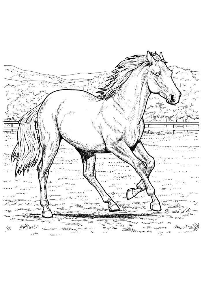 Pferde Ausmalbilder 492