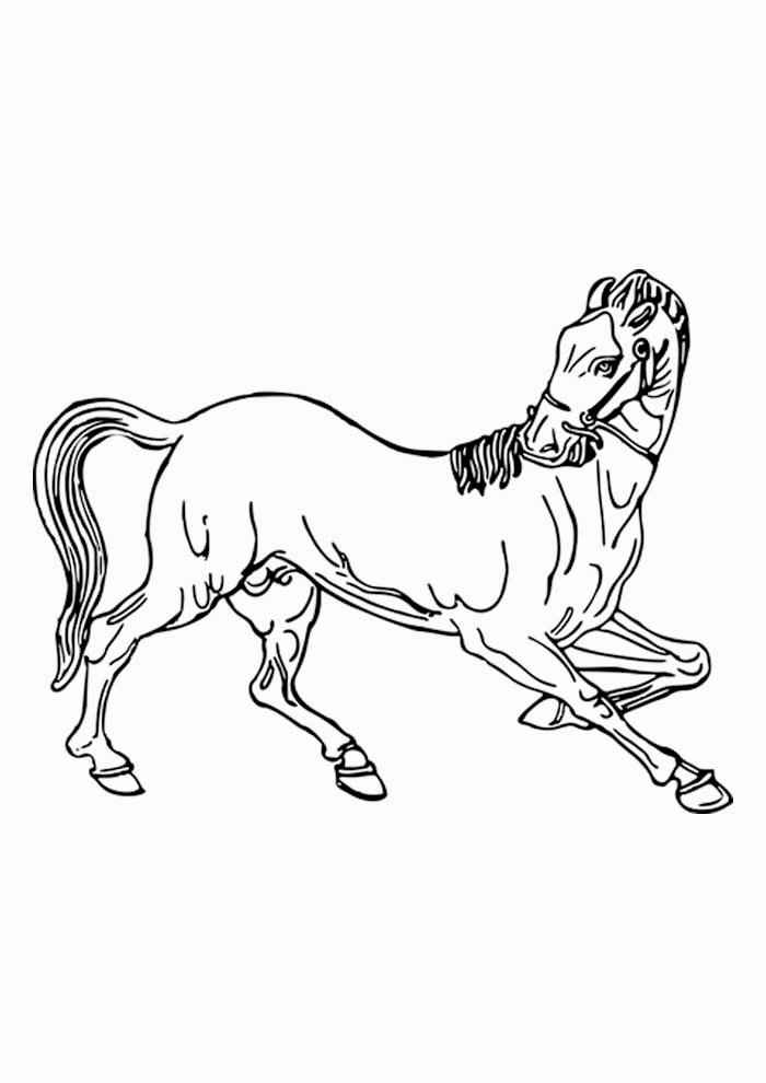 Pferde Ausmalbilder 874
