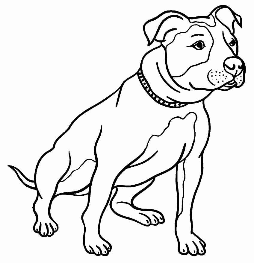 Pitbull Ausmalbilder 030