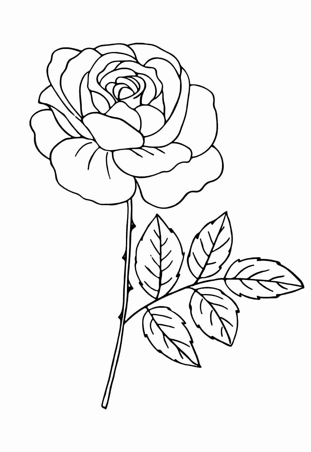 Rosen Ausmalbilder 051