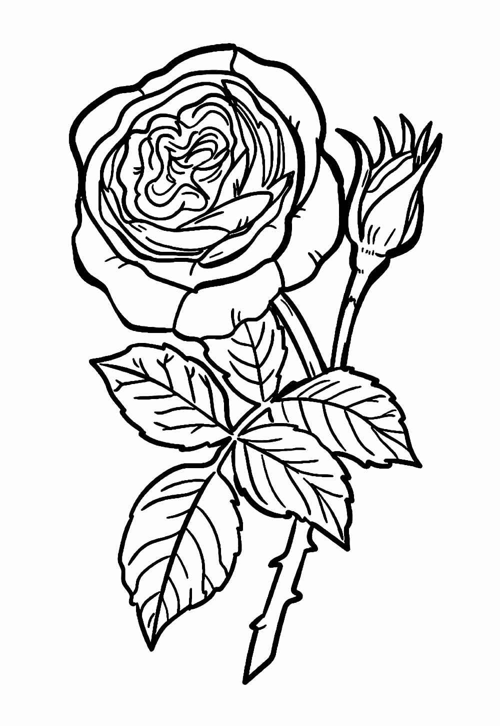 Rosen Ausmalbilder 526