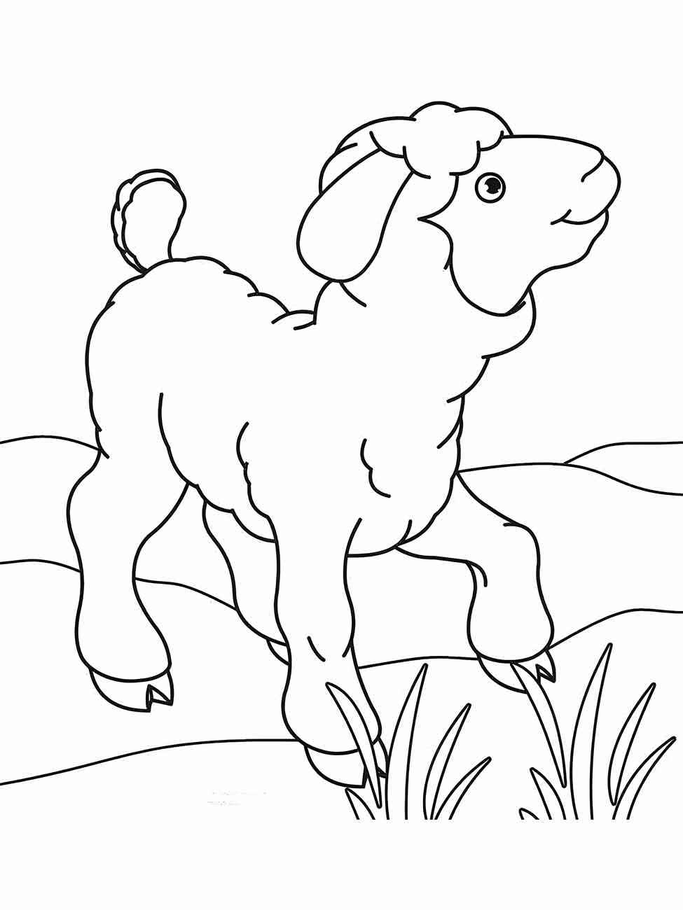 Schaf Ausmalbilder 550