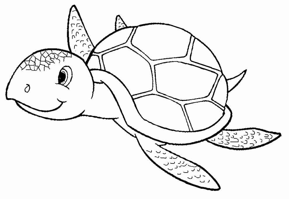 Schildkröten Ausmalbilder 006