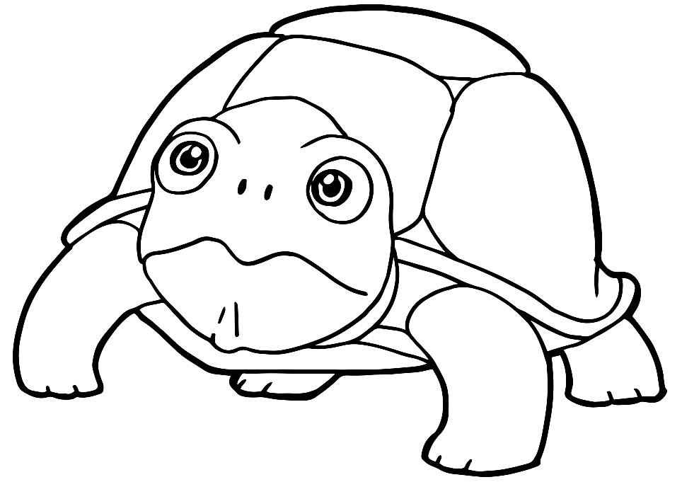 Schildkröten Ausmalbilder 016