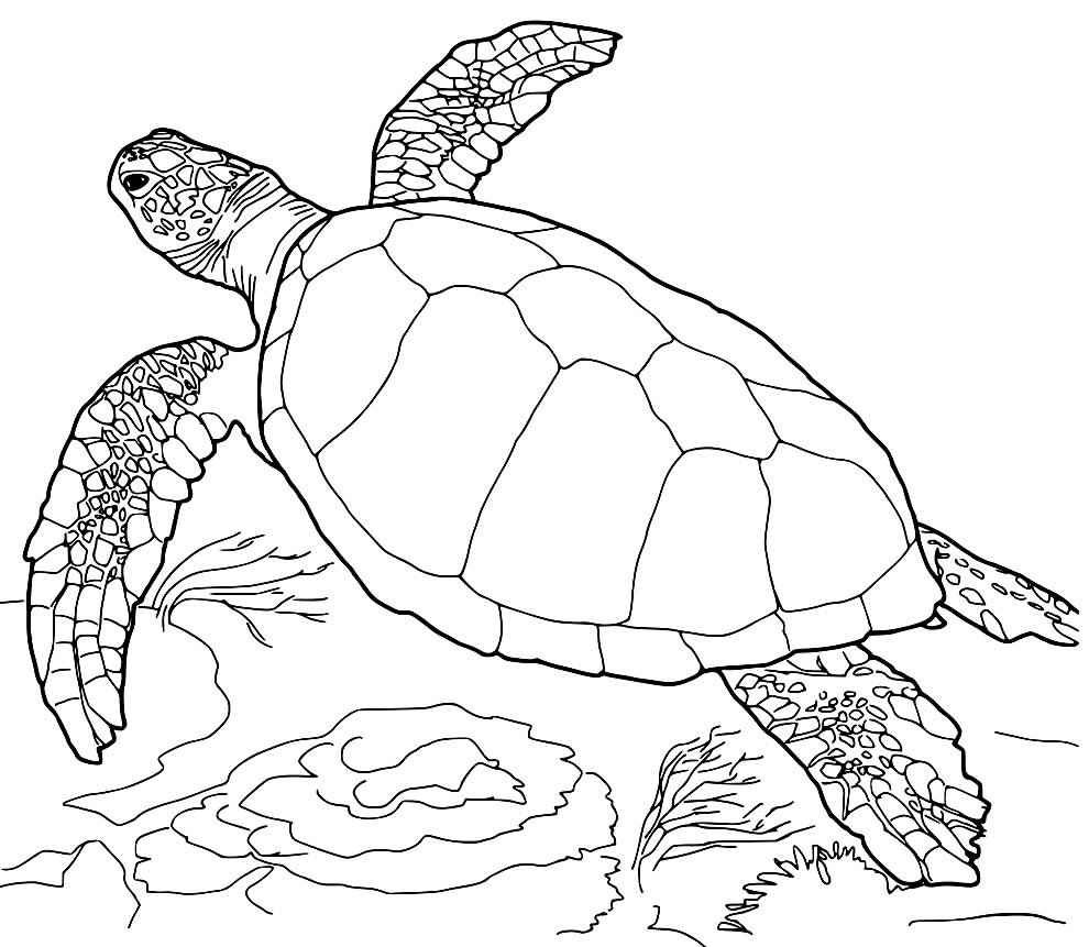 Schildkröten Ausmalbilder 200