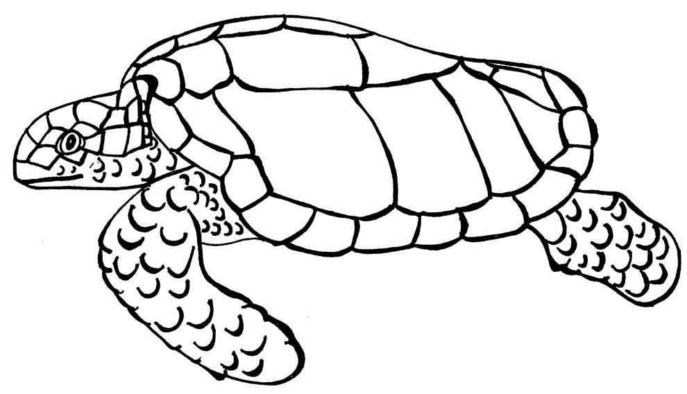 Schildkröten Ausmalbilder 284