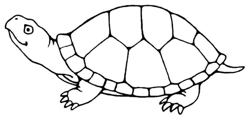 Schildkröten Ausmalbilder 337