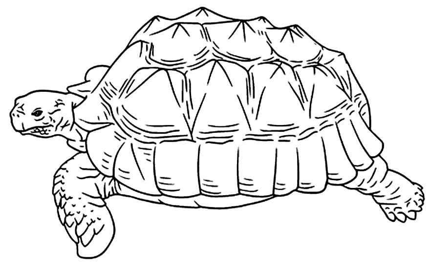 Schildkröten Ausmalbilder 445