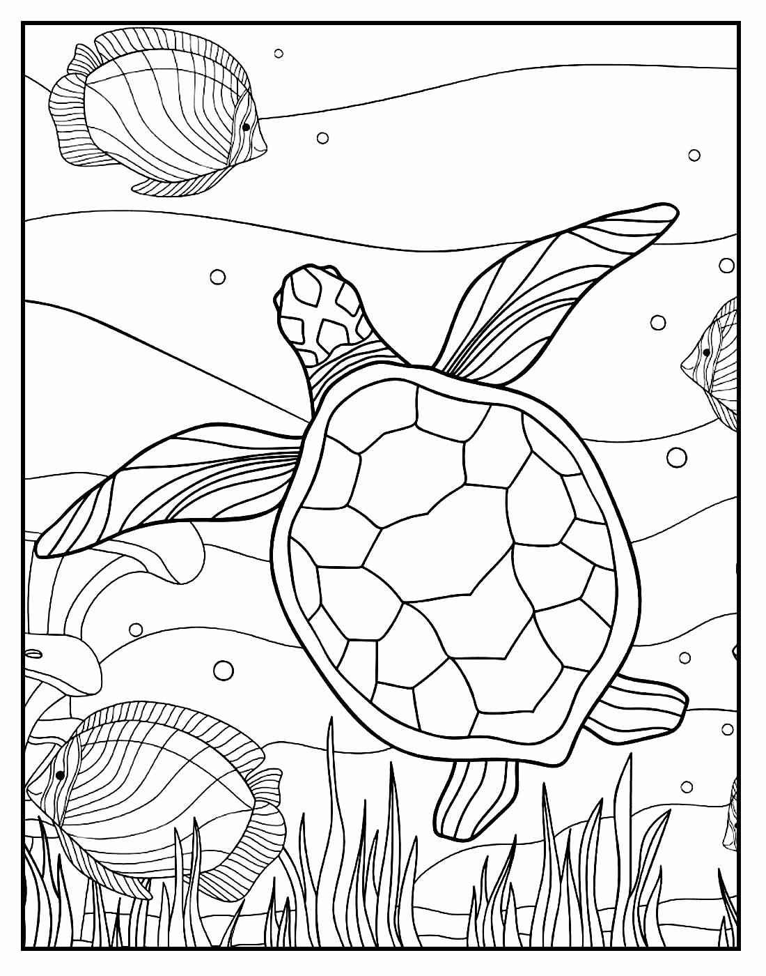 Schildkröten Ausmalbilder 751