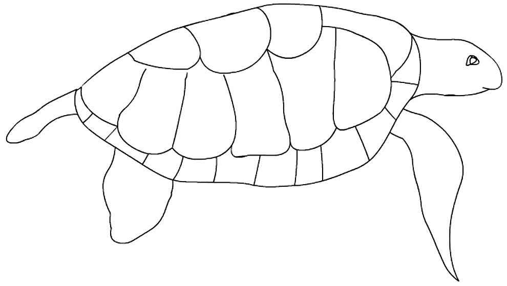 Schildkröten Ausmalbilder 817