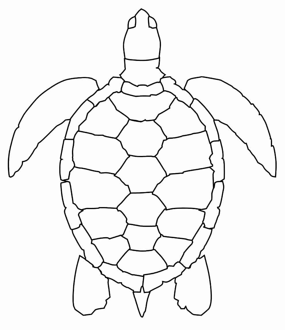 Schildkröten Ausmalbilder 849