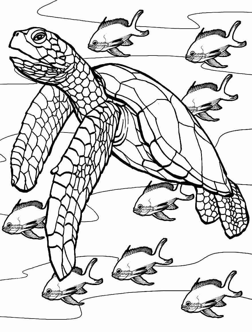 Schildkröten Ausmalbilder 916