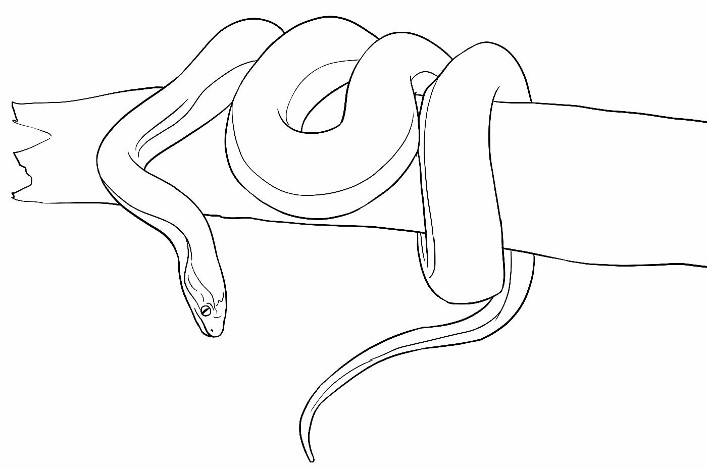 Schlangen Ausmalbilder 651