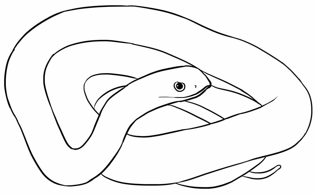 Schlangen Ausmalbilder 913