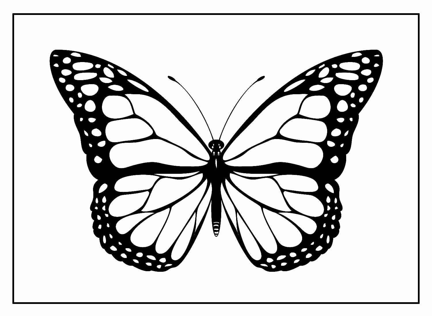 Schmetterlinge Ausmalbilder 600